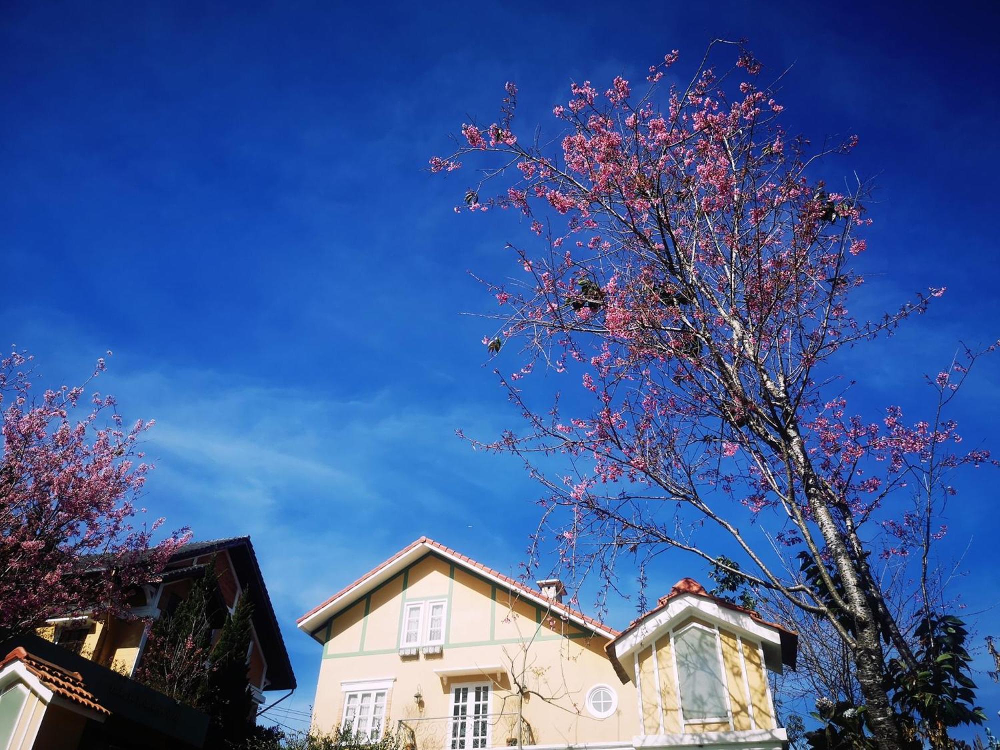 Hotel Bich Dao Boutique - Dalat Exteriér fotografie
