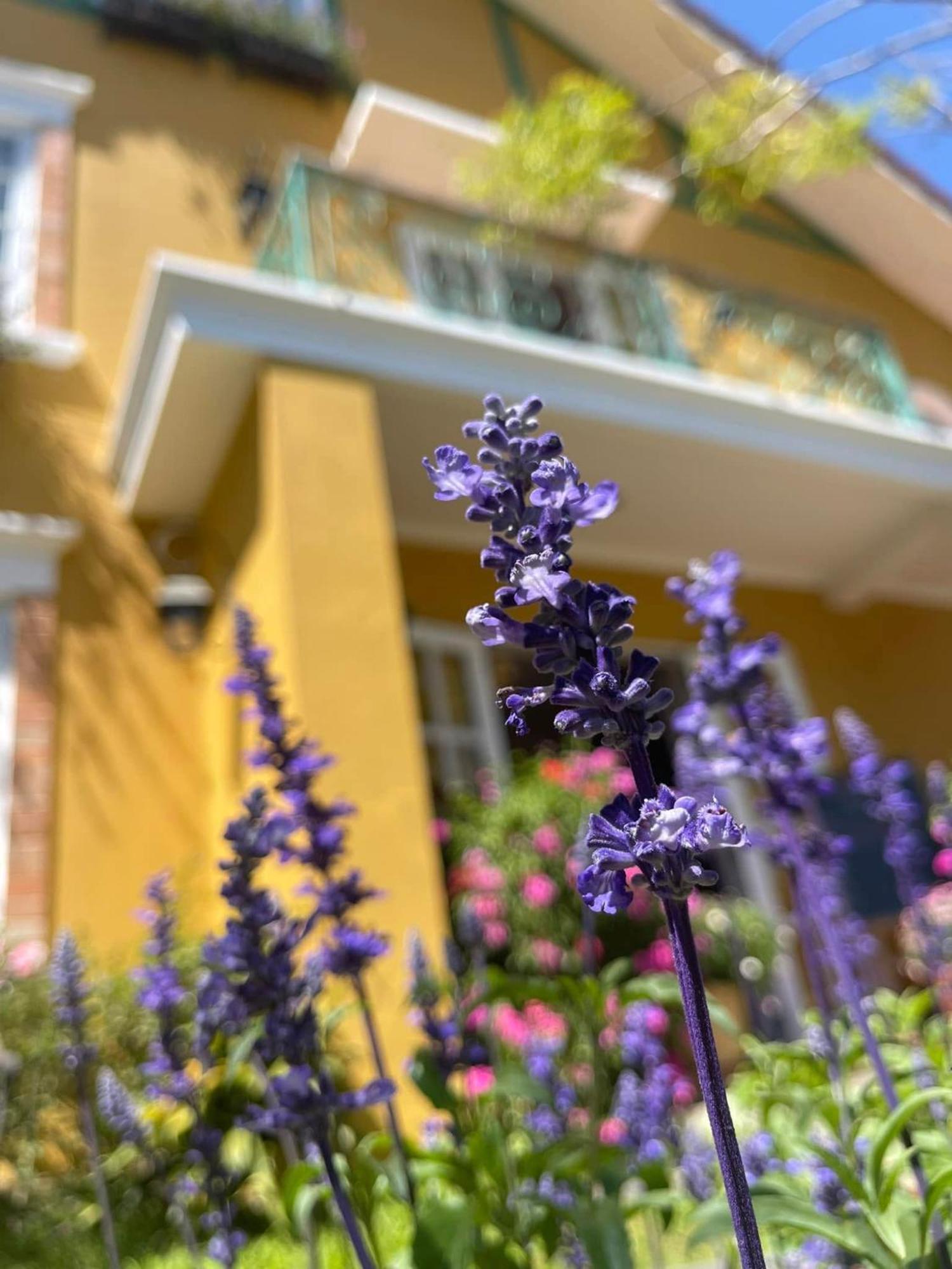 Hotel Bich Dao Boutique - Dalat Exteriér fotografie